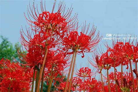 彼岸花有幾種顏色|彼岸花傳說&不同顏色花語大全，附台灣日本賞花景點。